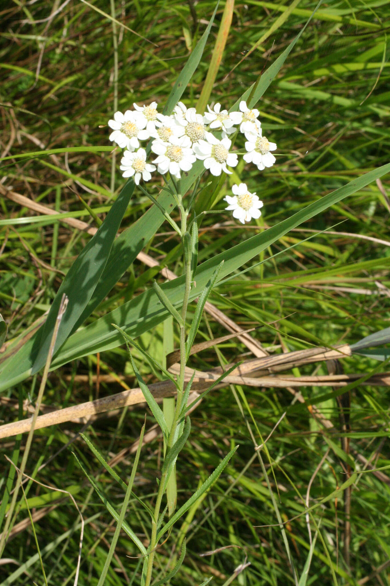 Image of Achillea acuminata (Ledeb.) Sch. Bip.