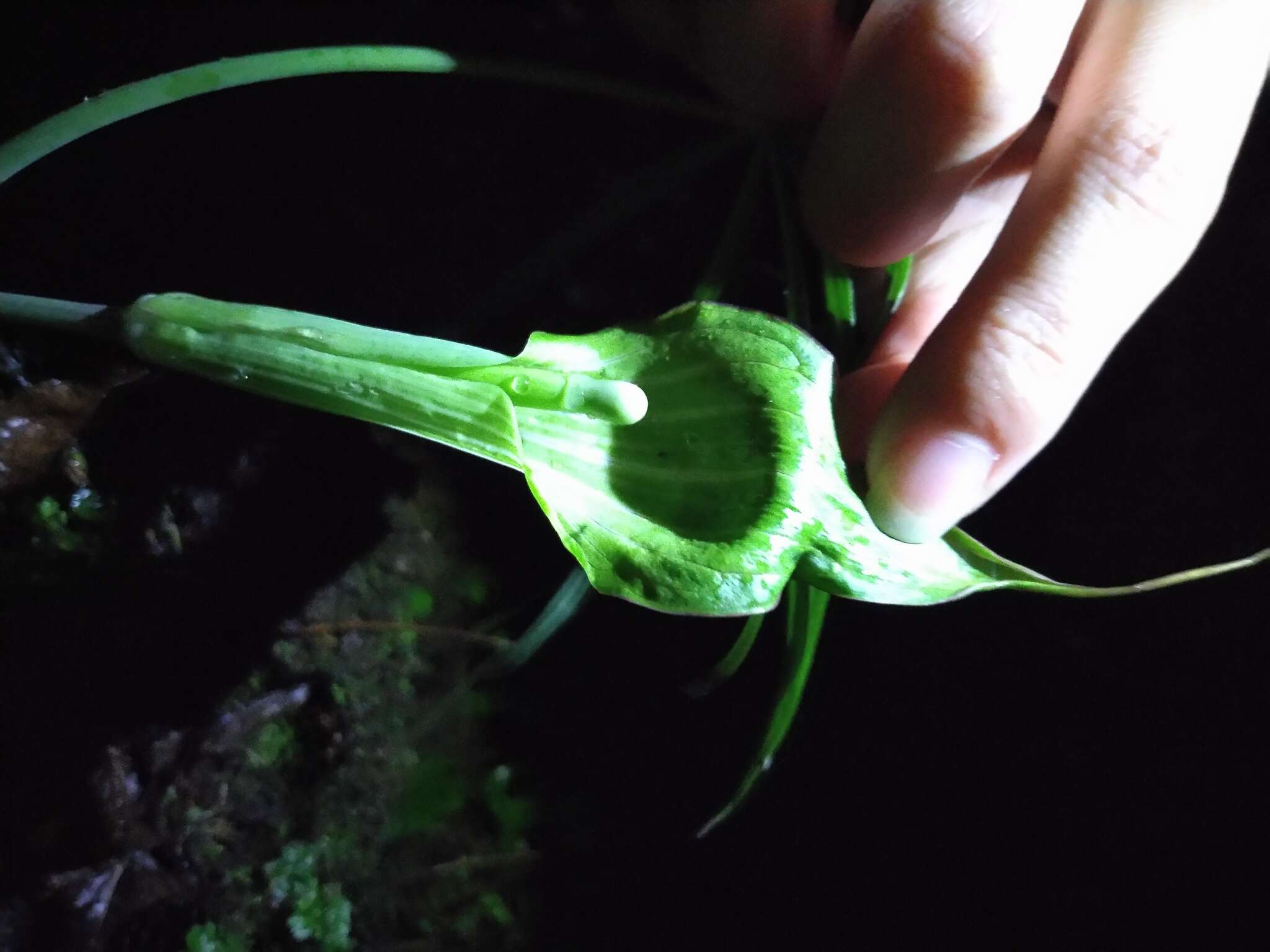 Image of Arisaema consanguineum Schott