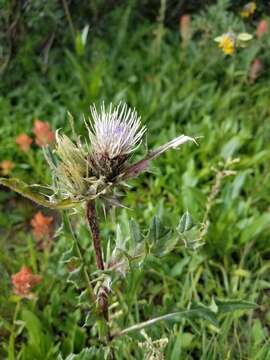 Слика од Cirsium clavatum var. osterhoutii (Rydb.) D. J. Keil