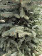 Image of Chihuahua Spruce