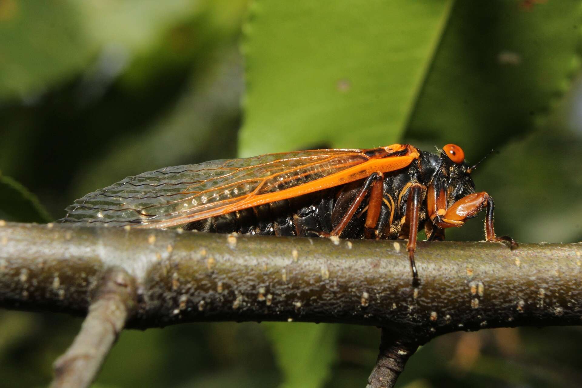 Image of Magicicada cassinii (Fisher & J. C. 1852)