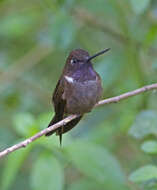 Image of Brown Inca