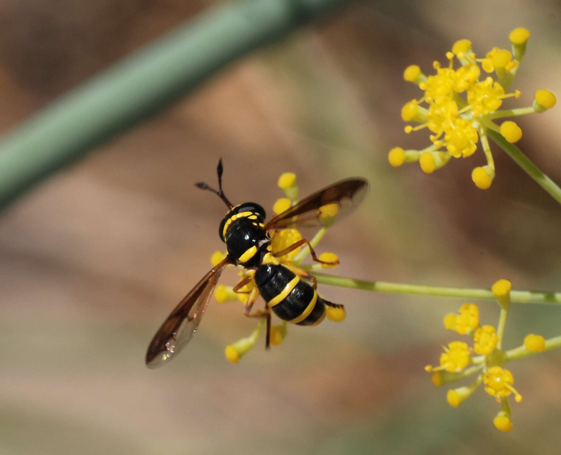 Image of Ceriana vespiformis (Latreille 1809)