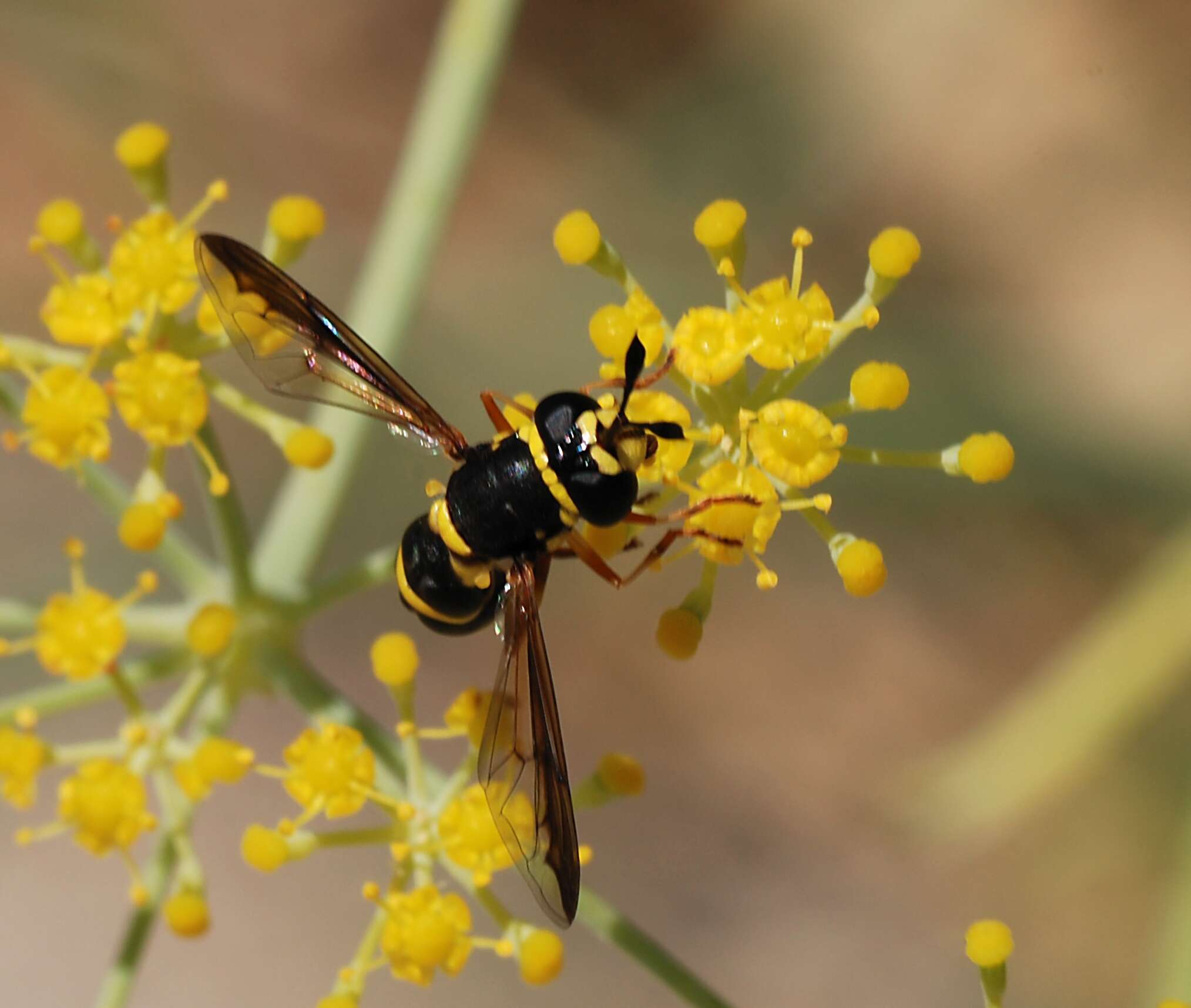 Image of Ceriana vespiformis (Latreille 1809)