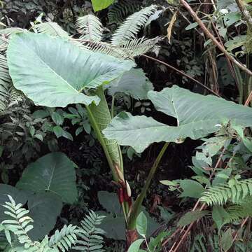 Image of tall elephant's ear