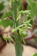 Image of Denseflower rein orchid