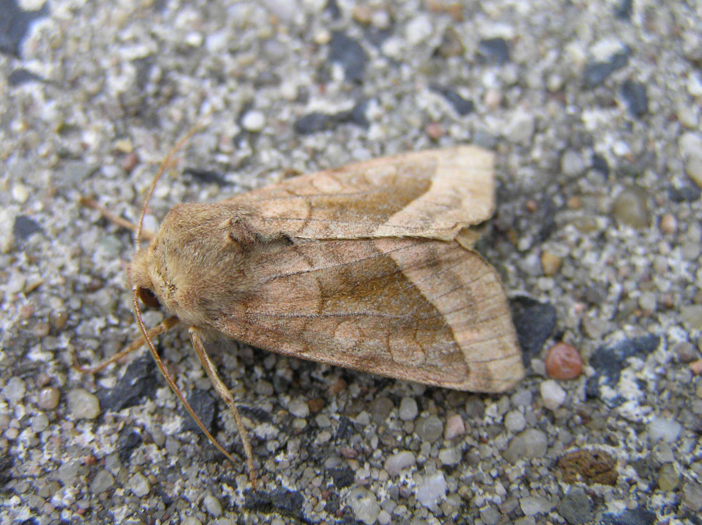 Image of rosy rustic