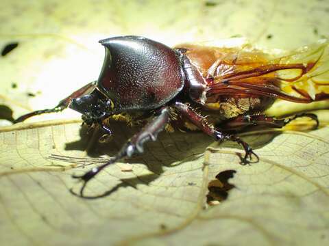 Image of Xylotrupes pauliani Silvestre 1997