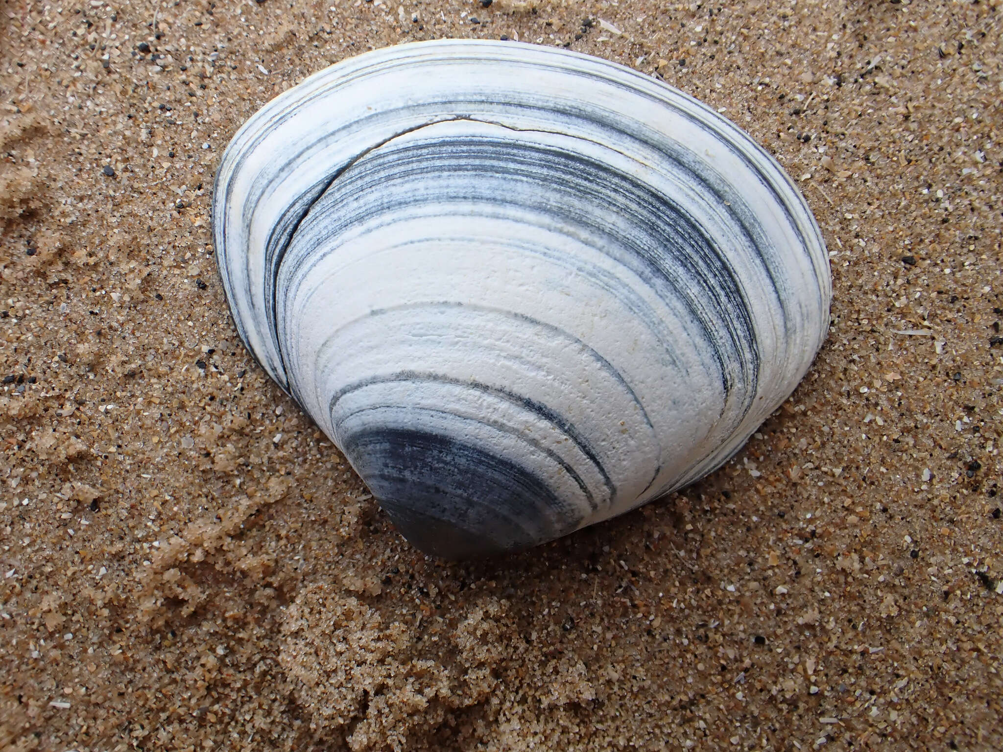 Image of surf clam