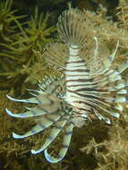 Image of Dragon's Beard Fish