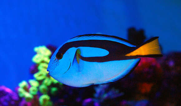 Image of Paracanthurus