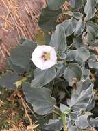 Image de Datura discolor Bernh.