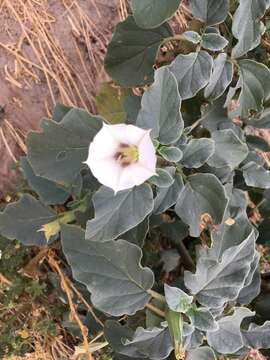 Image de Datura discolor Bernh.