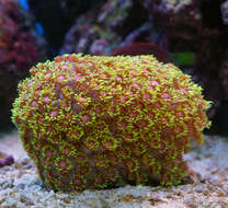 Image of Flowerpot corals