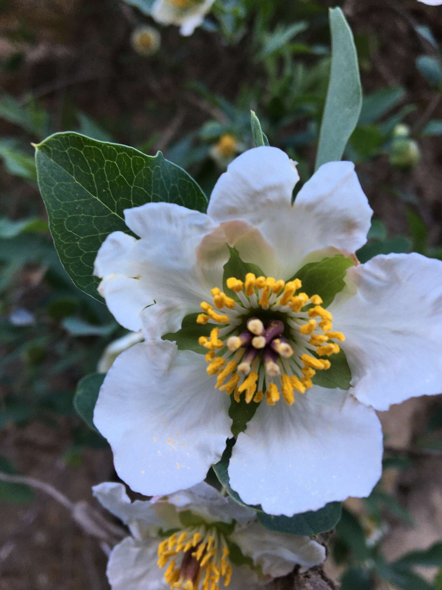 Image de Crossosoma californicum Nutt.