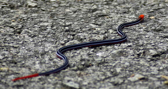 Image of Blue Coral Snake