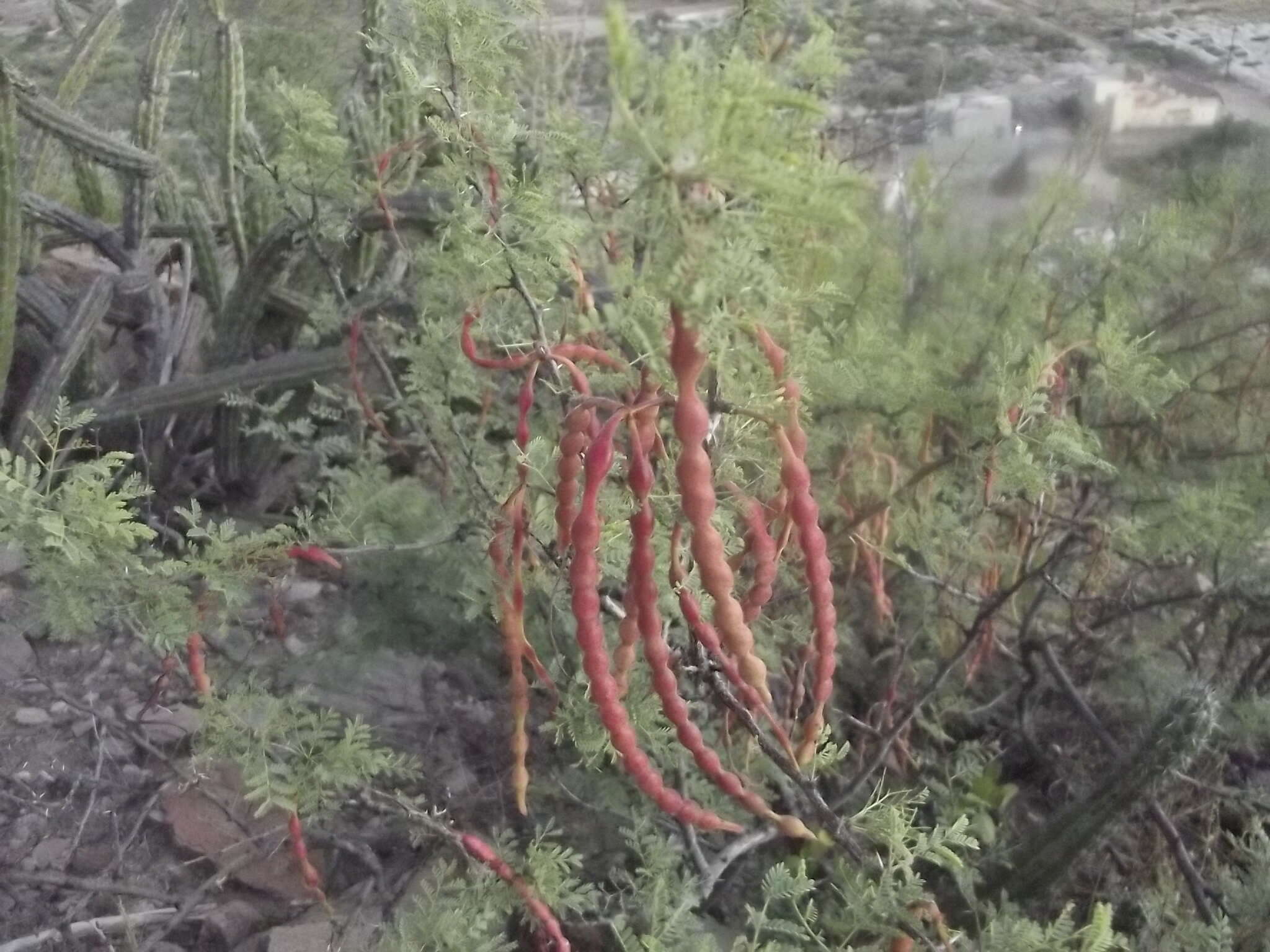 Image of Vachellia pacensis (Rudd & A. M. Carter) Seigler & Ebinger