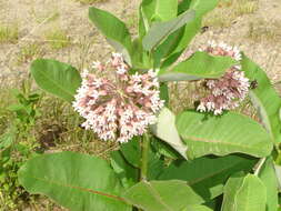 Imagem de Asclepias syriaca L.