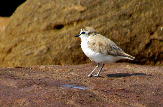 Sivun Charadrius marginatus mechowi (Cabanis 1884) kuva