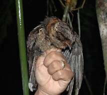 Image of Collared Nightjar