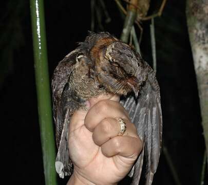 Image of Gactornis Han, Robbins & Braun 2010