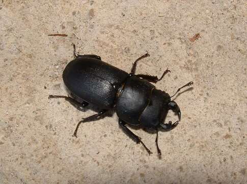 Image of Dorcus parallelipipedus (Linnaeus 1758)