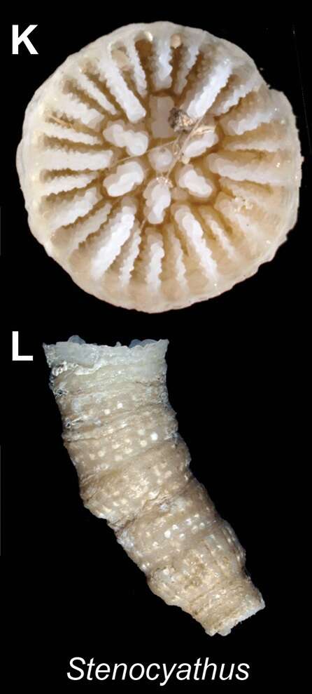 Слика од Stenocyathidae Stolarski 2000