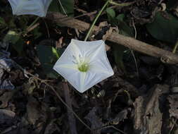 Plancia ëd Ipomoea ampullacea Fern.