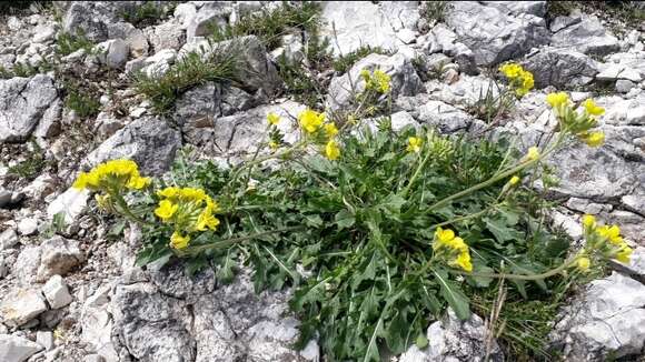 Image of Brassica gravinae Ten.