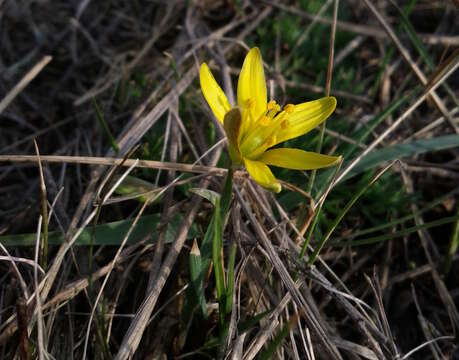 Image of Gagea pusilla (F. W. Schmidt) Sweet