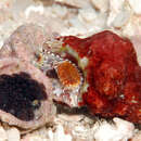 Imagem de Lampasopsis rhodostoma (G. B. Sowerby II 1835)