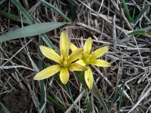 Image of Gagea pusilla (F. W. Schmidt) Sweet