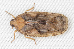 Image of Cixidia (Epiptera) confusa (Beirne 1950)