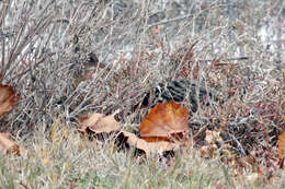 Image of Ridgway's Rail