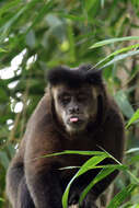 Image of Black Capuchin