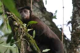 Image of Black Capuchin