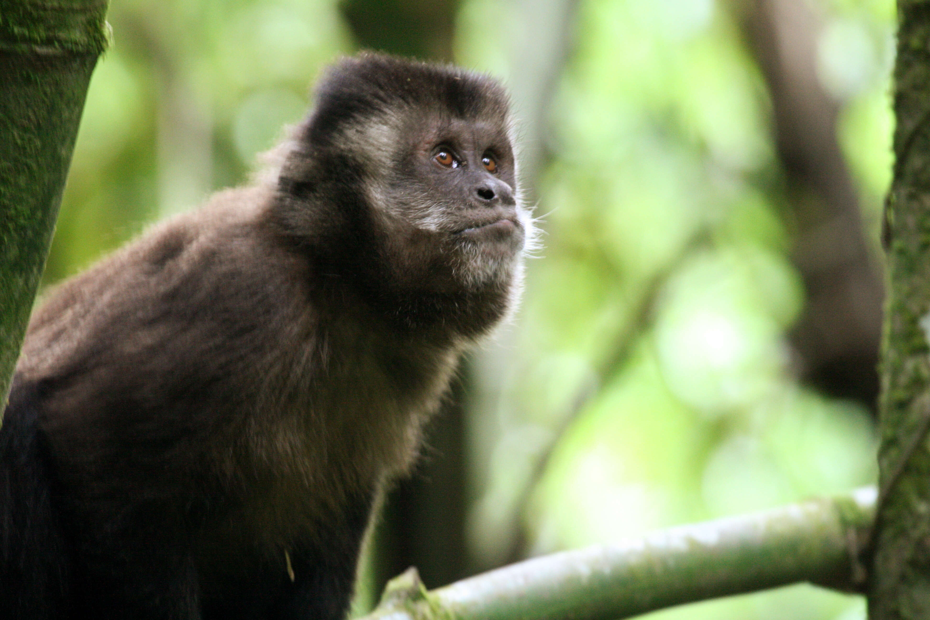 Image of Black Capuchin