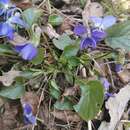 Image of Viola suavis subsp. adriatica (Freyn) L. Haesler