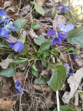 Image of Viola suavis subsp. adriatica (Freyn) L. Haesler