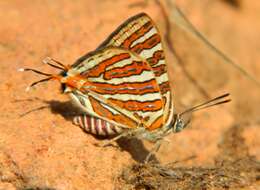 Слика од Cigaritis vulcanus