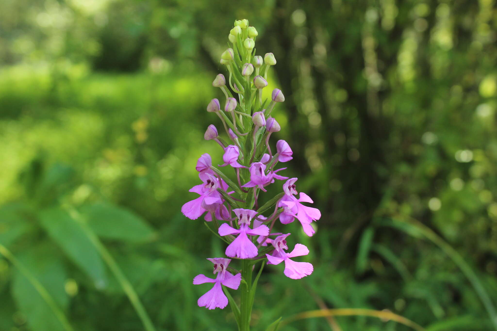 Image of Purple fringed orchid