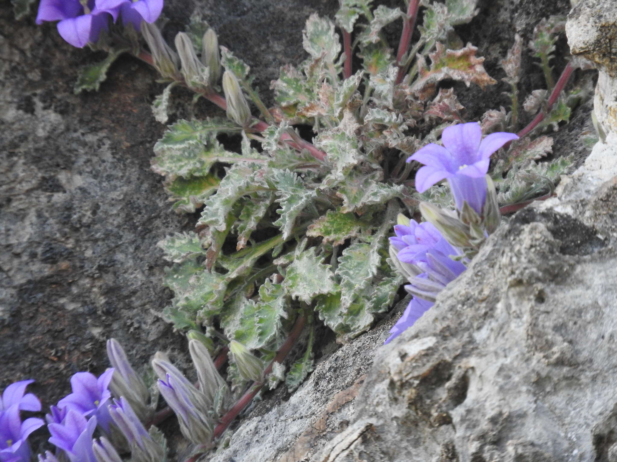 Imagem de Campanula celsii A. DC.