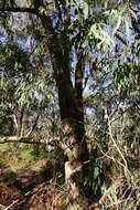 Image de Eucalyptus croajingolensis L. A. S. Johnson & K. D. Hill