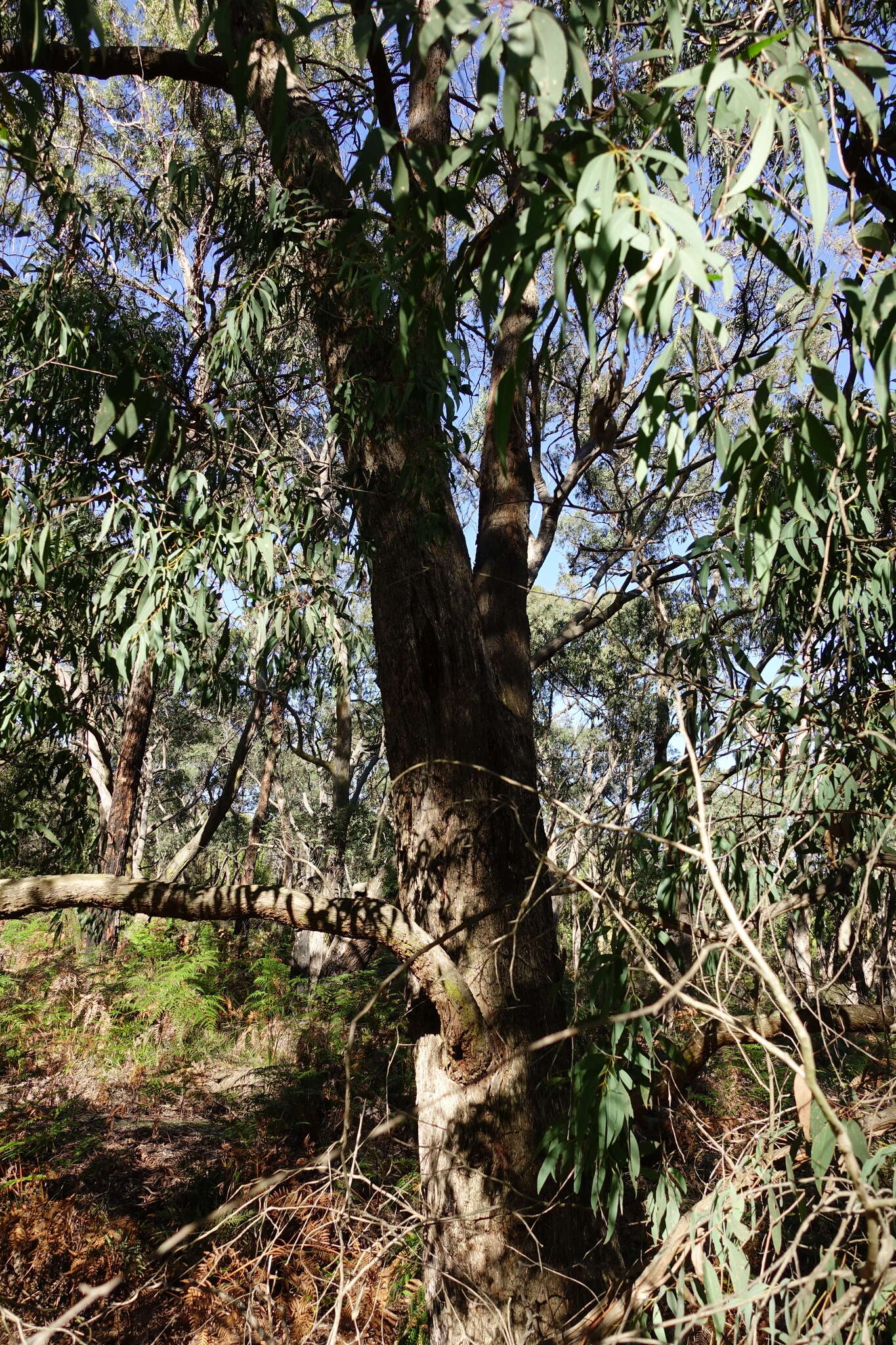 Image de Eucalyptus croajingolensis L. A. S. Johnson & K. D. Hill