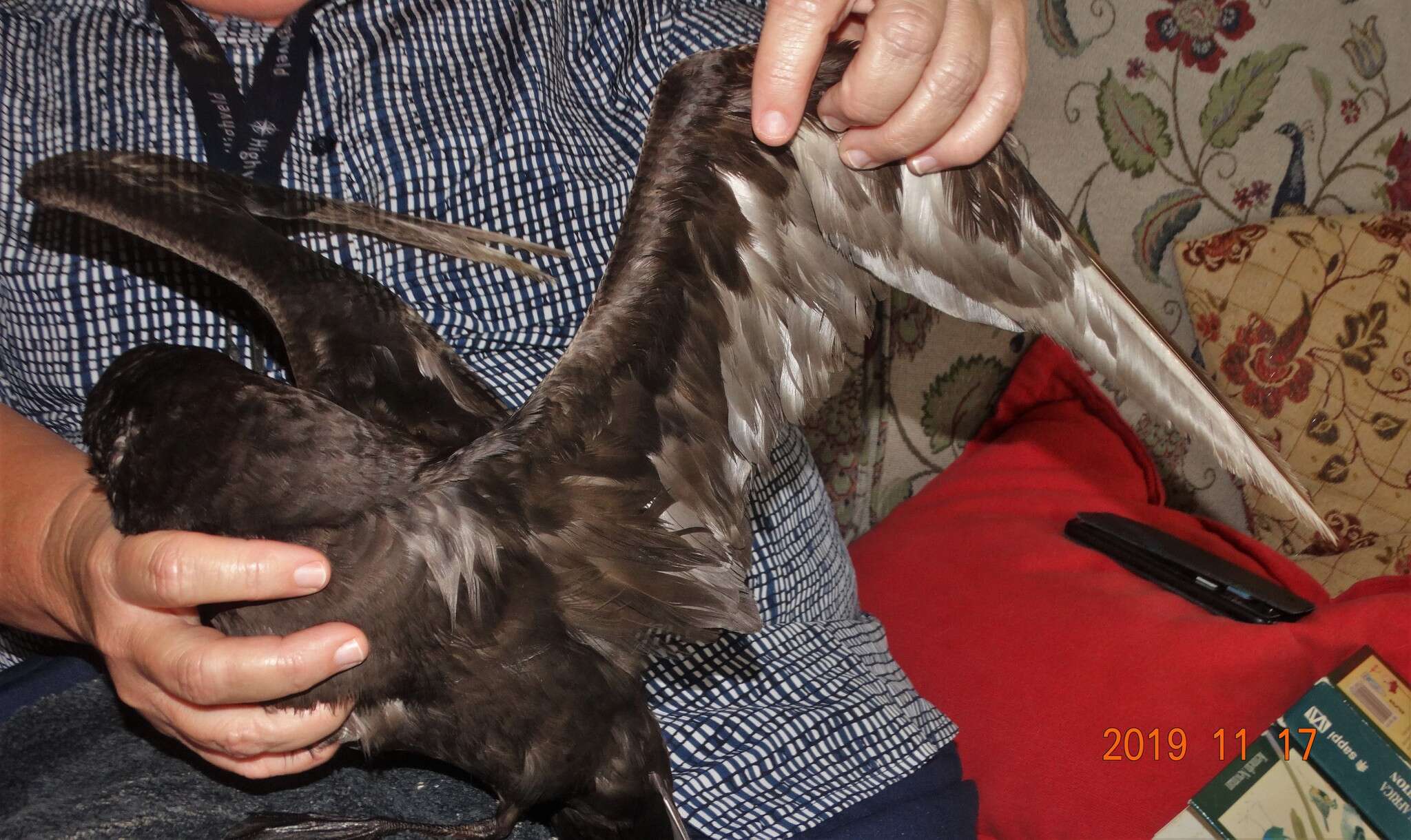 Image of Great-winged Petrel