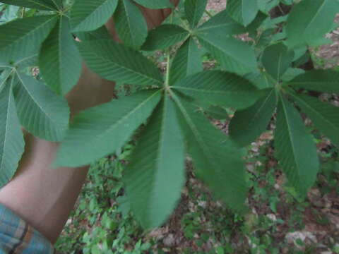 Image of painted buckeye