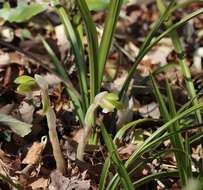 Sivun Cymbidium goeringii (Rchb. fil.) Rchb. fil. kuva