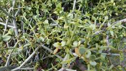 Image de Viscum rotundifolium L. fil.