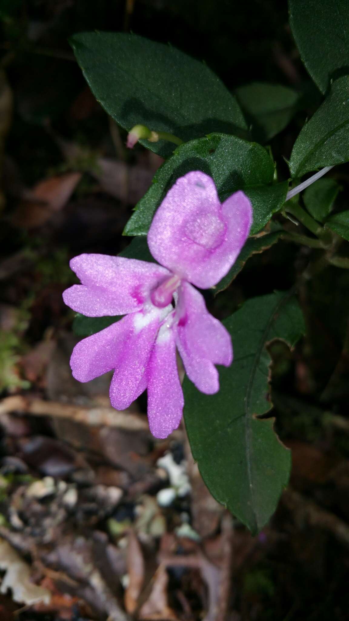 Image of Impatiens firmula Baker