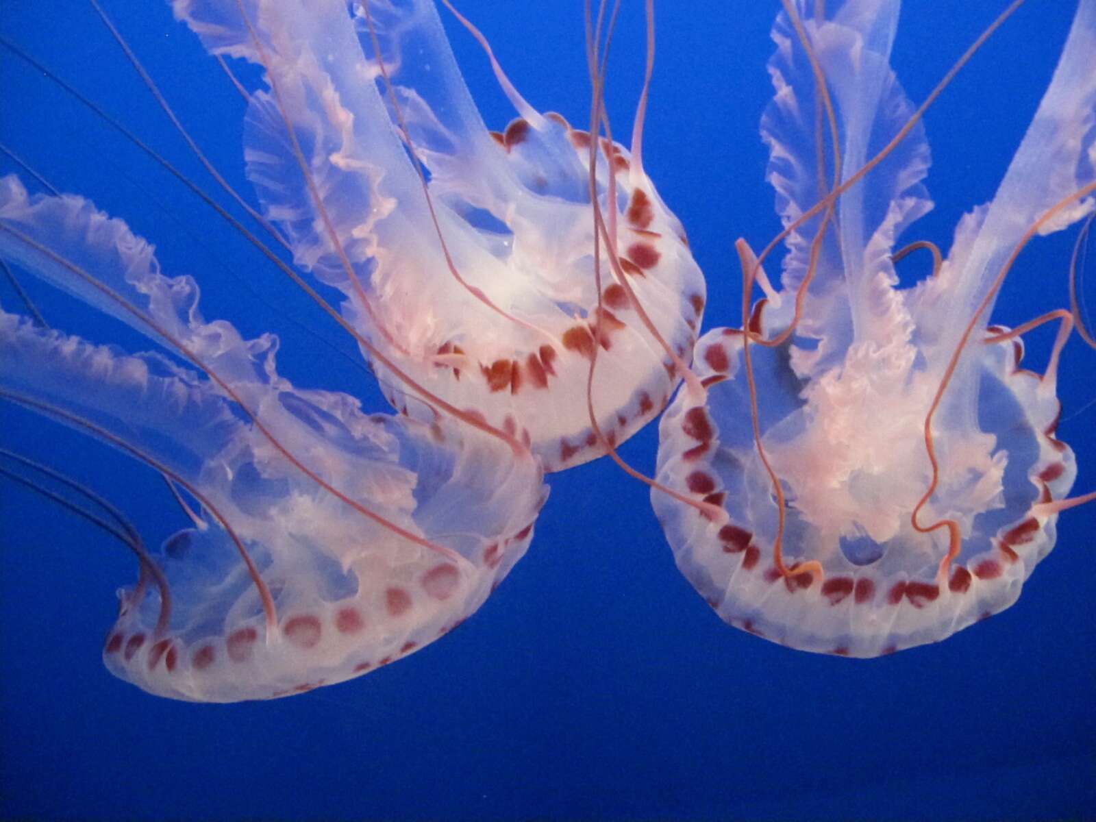 Image of purple-striped jellyfish